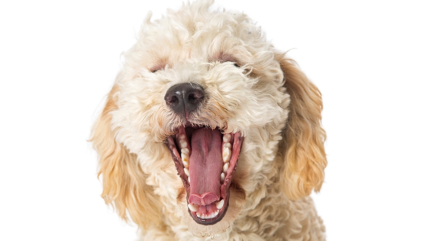 狗狗潔齒骨完整指南-功效-挑選方法及使用注意事項